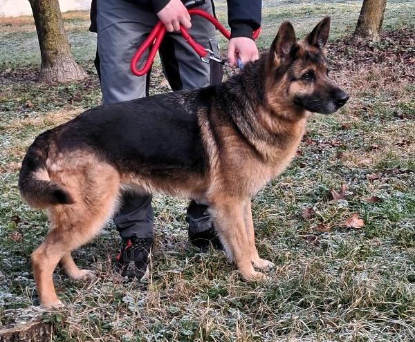 FEDERICA PASTORE TEDESCO Foto 6